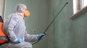 Best Basement Mold Removal  in Granite Shoals, TX