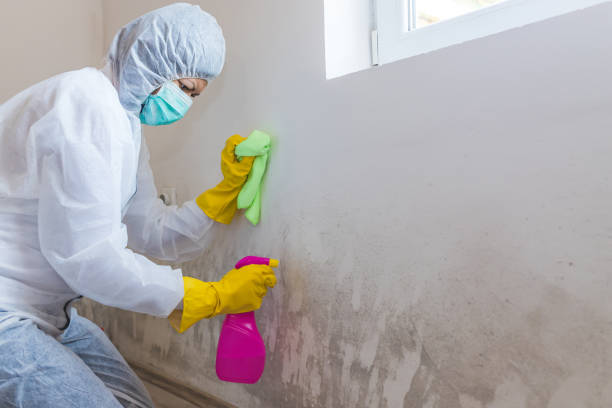 Best Environmental Consulting for Mold Prevention  in Granite Shoals, TX