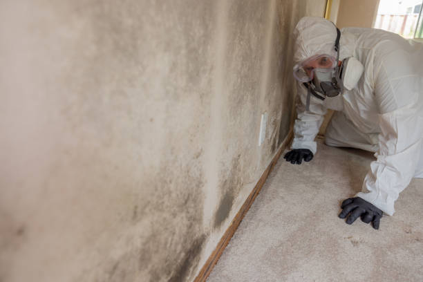 Best Mold Damage Restoration  in Granite Shoals, TX